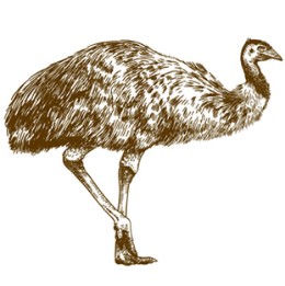 Brown Emu