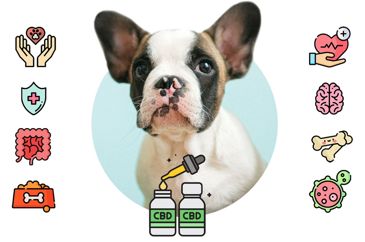 Benefits for dogs